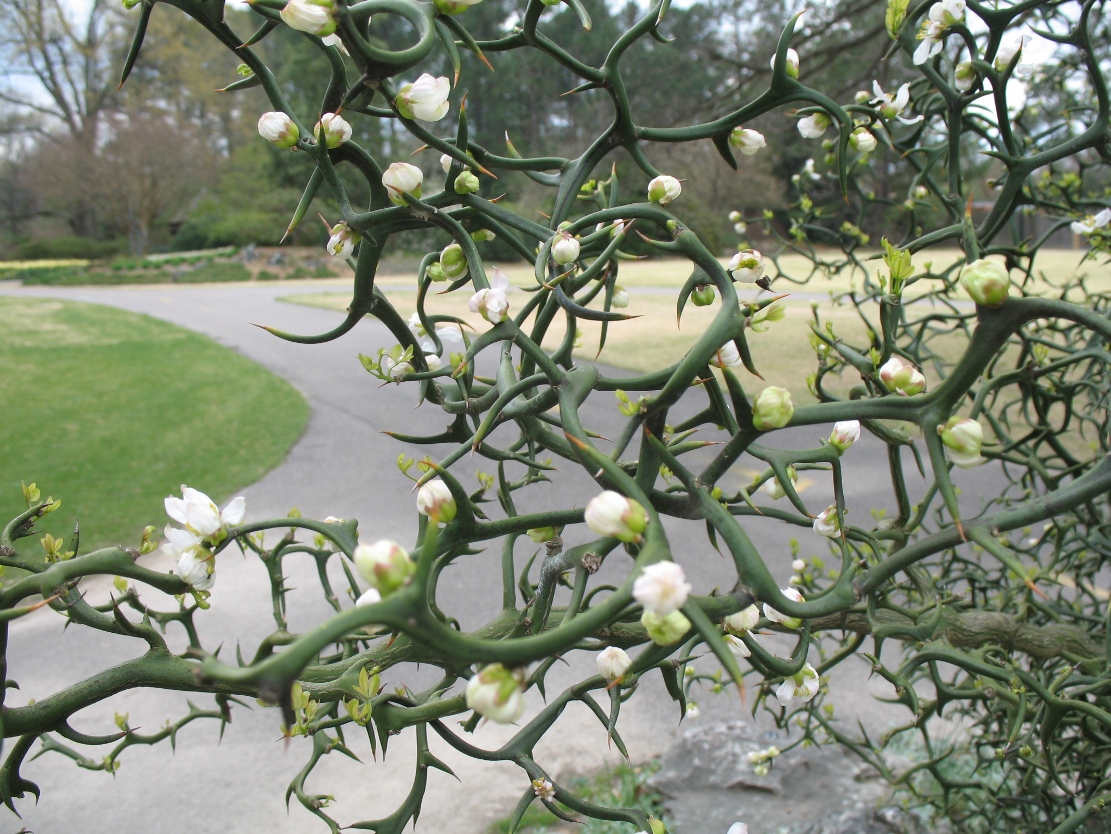 Online Plant Guide Poncirus trifoliata 
